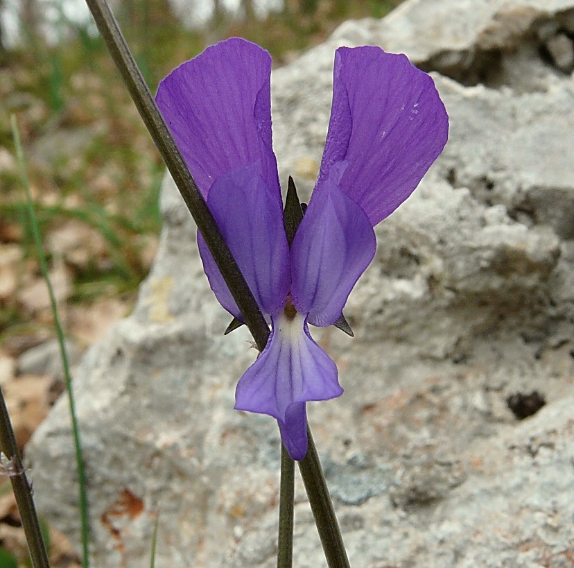 Viola merxmuelleri (=Viola graeca) / Viola greca